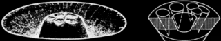 Phase Portrait and Bifurcation Diagram of Inhalation